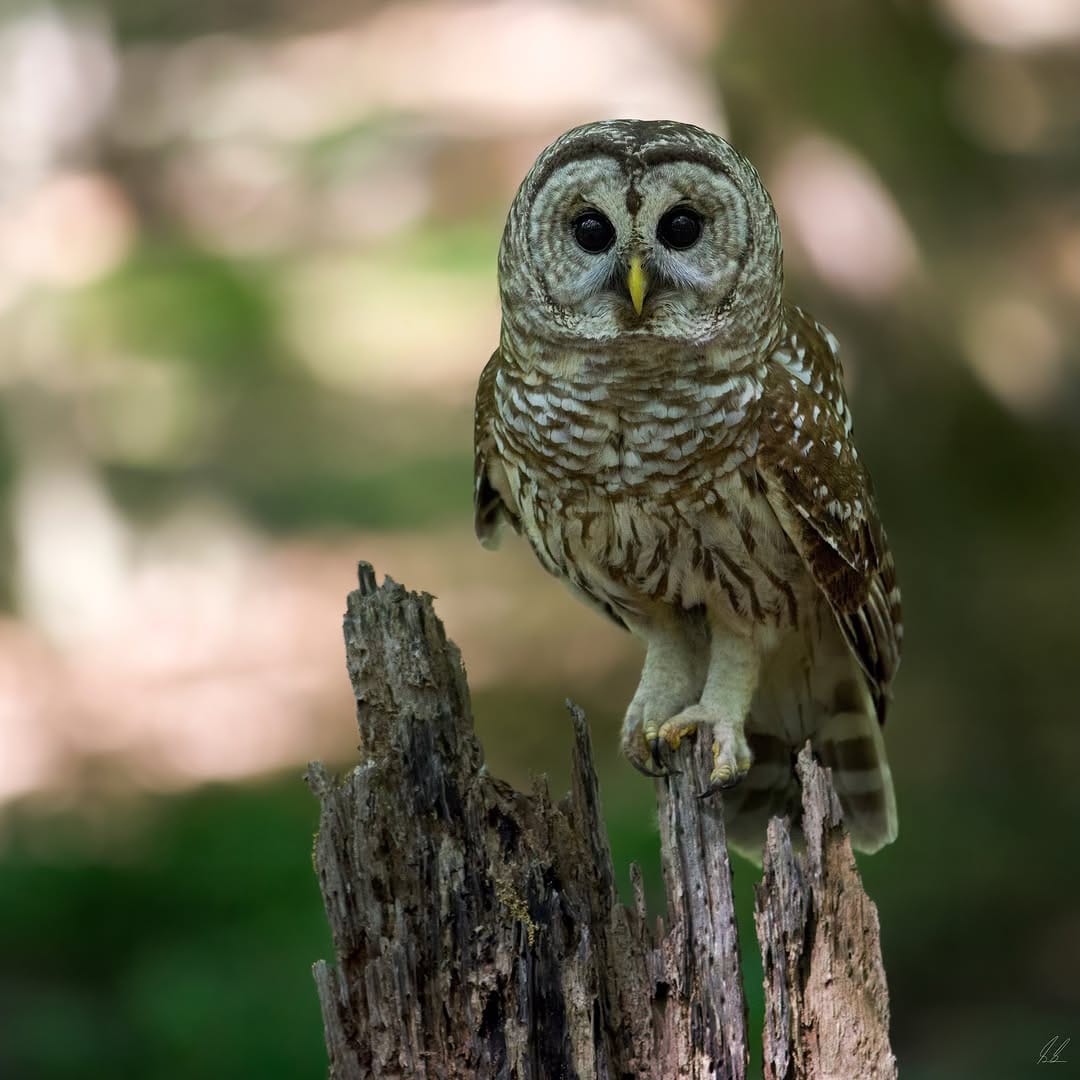 Post 5 by Scott Sessions on Instagram (image)