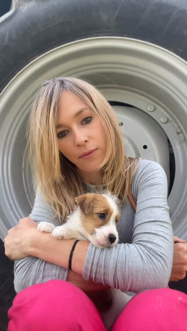 Post 3 by Leon d’oro 🦁 Allevamento Golden Retriever&Jack Russell on Instagram (video)
