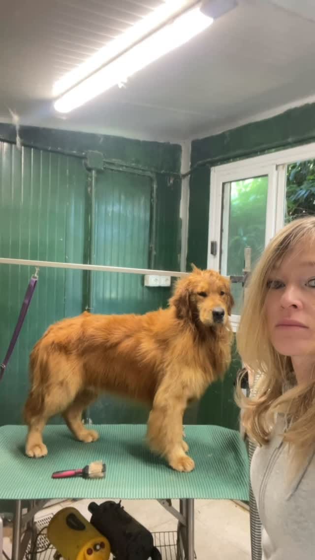 Post 4 by Leon d’oro 🦁 Allevamento Golden Retriever&Jack Russell on Instagram (video)