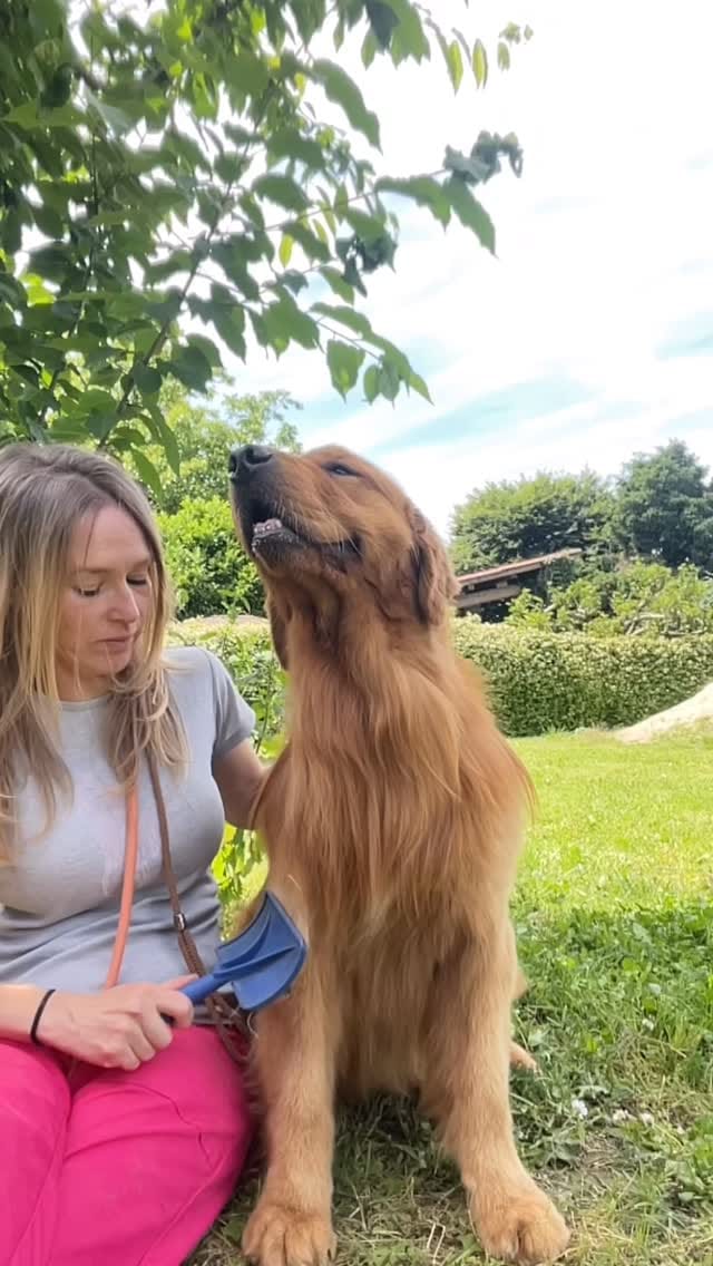 Post 5 by Leon d’oro 🦁 Allevamento Golden Retriever&Jack Russell on Instagram (video)