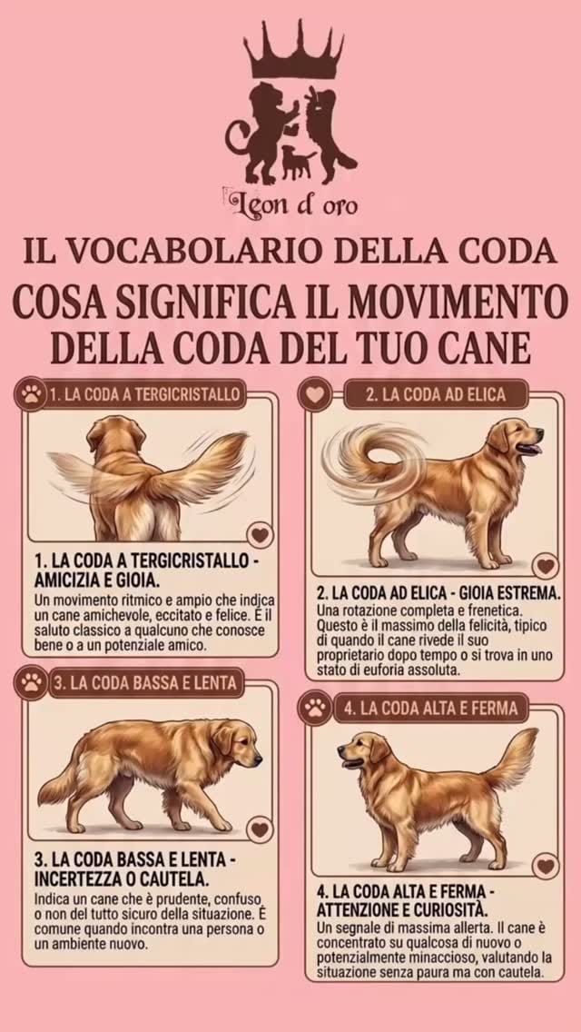 Post 7 by Leon d’oro 🦁 Allevamento Golden Retriever&Jack Russell on Instagram (video)