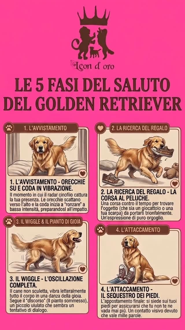 Post 1 by Leon d’oro 🦁 Allevamento Golden Retriever&Jack Russell on Instagram (video)