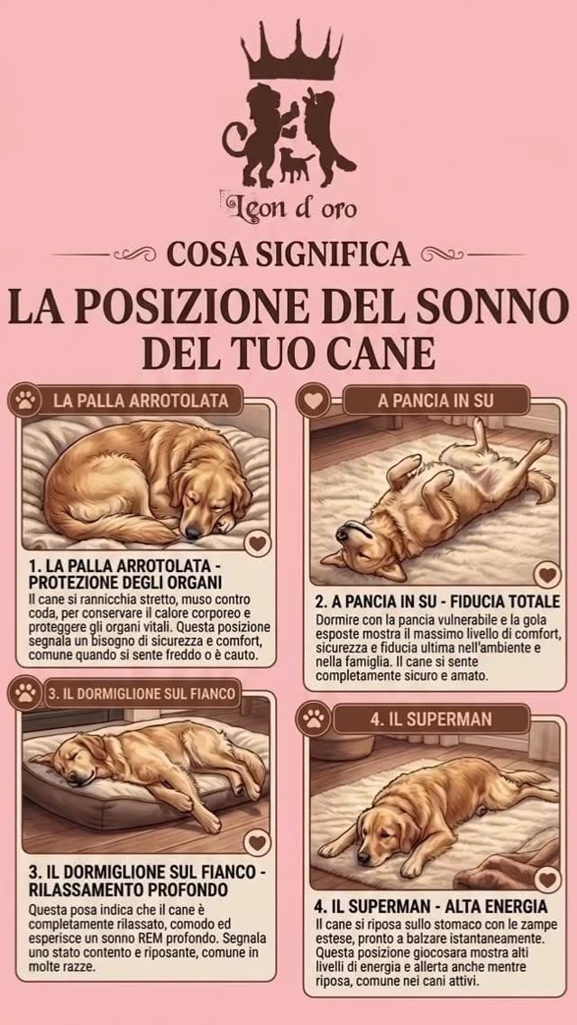 Post 9 by Leon d’oro 🦁 Allevamento Golden Retriever&Jack Russell on Instagram (video)