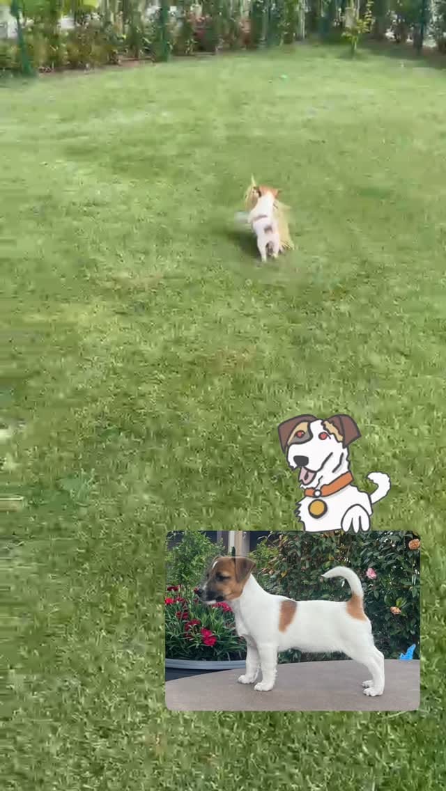 Post 8 by Leon d’oro 🦁 Allevamento Golden Retriever&Jack Russell on Instagram (video)