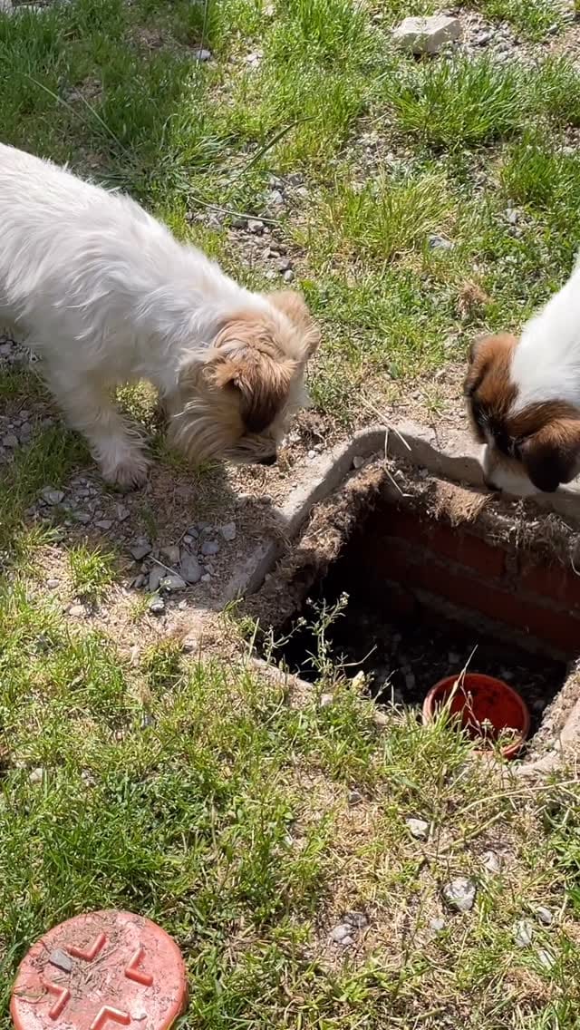 Post 6 by Leon d’oro 🦁 Allevamento Golden Retriever&Jack Russell on Instagram (video)