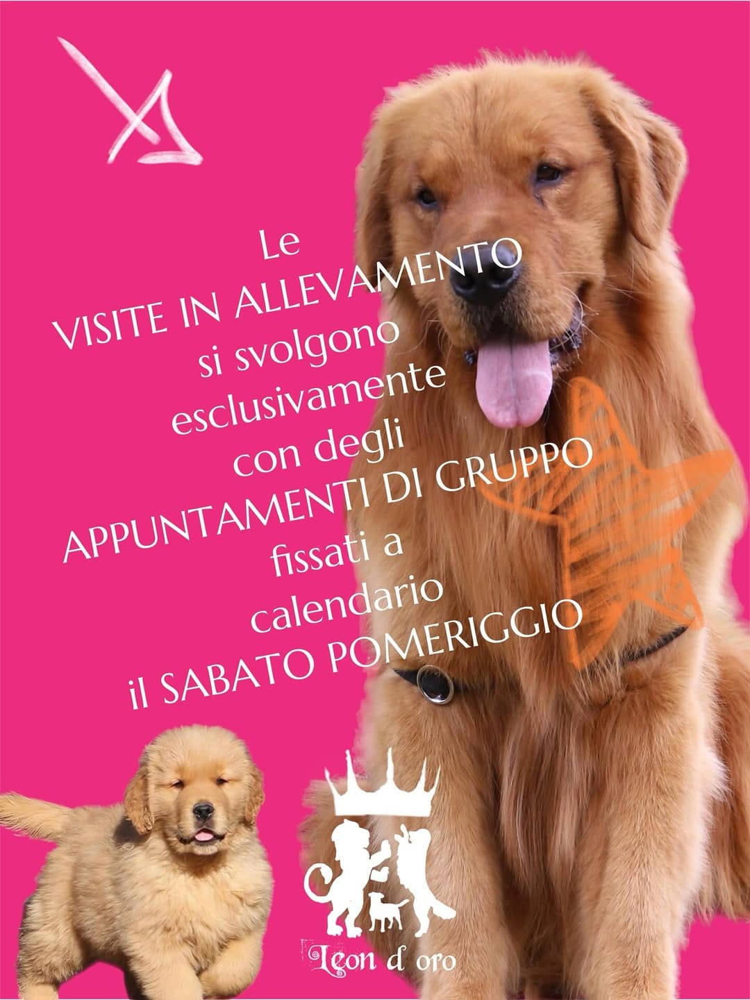 Post 10 by Leon d’oro 🦁 Allevamento Golden Retriever&Jack Russell on Instagram (carousel)