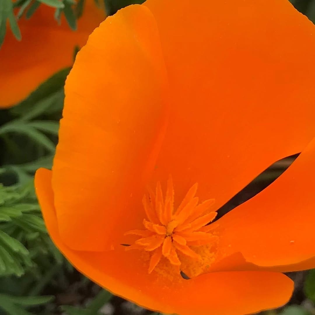 Post 7 by The Garden at Oracle Park on Instagram (carousel)