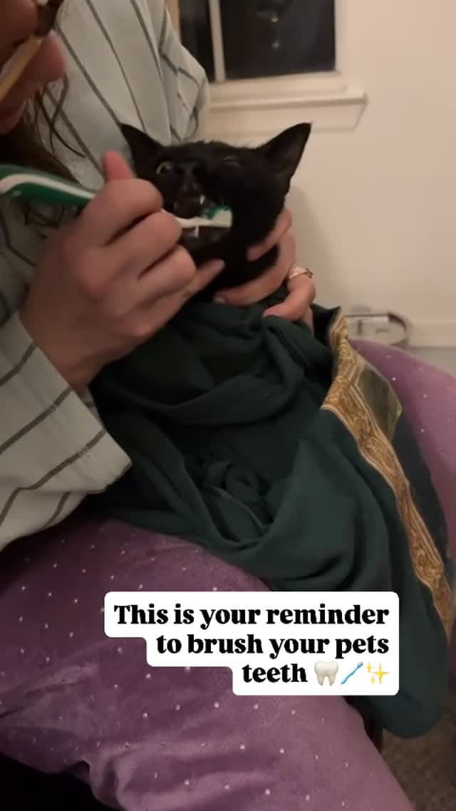 Post 8 by Norma Itzel | DVM⚕️ on Instagram (video)