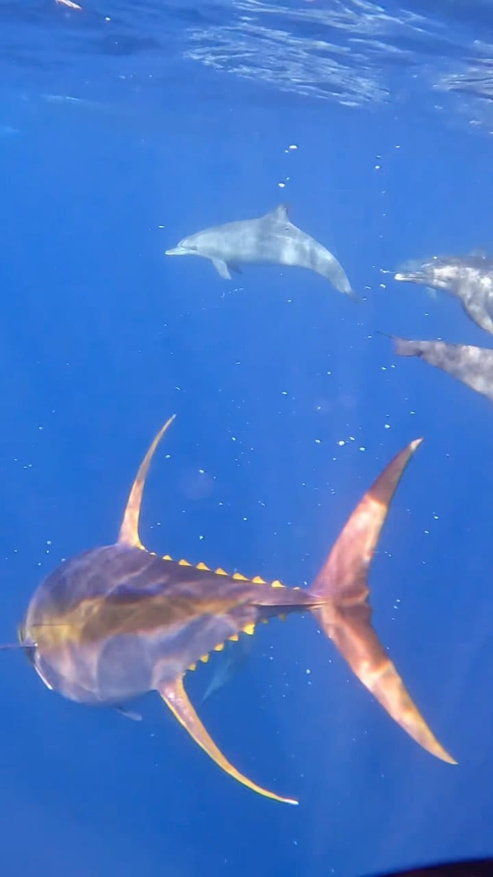 Post 10 by Fairhope Fish House on Instagram (video)