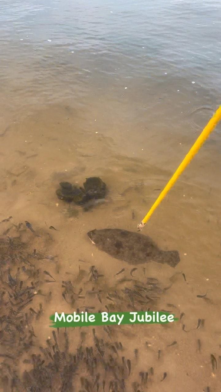 Post 9 by Fairhope Fish House on Instagram (video)