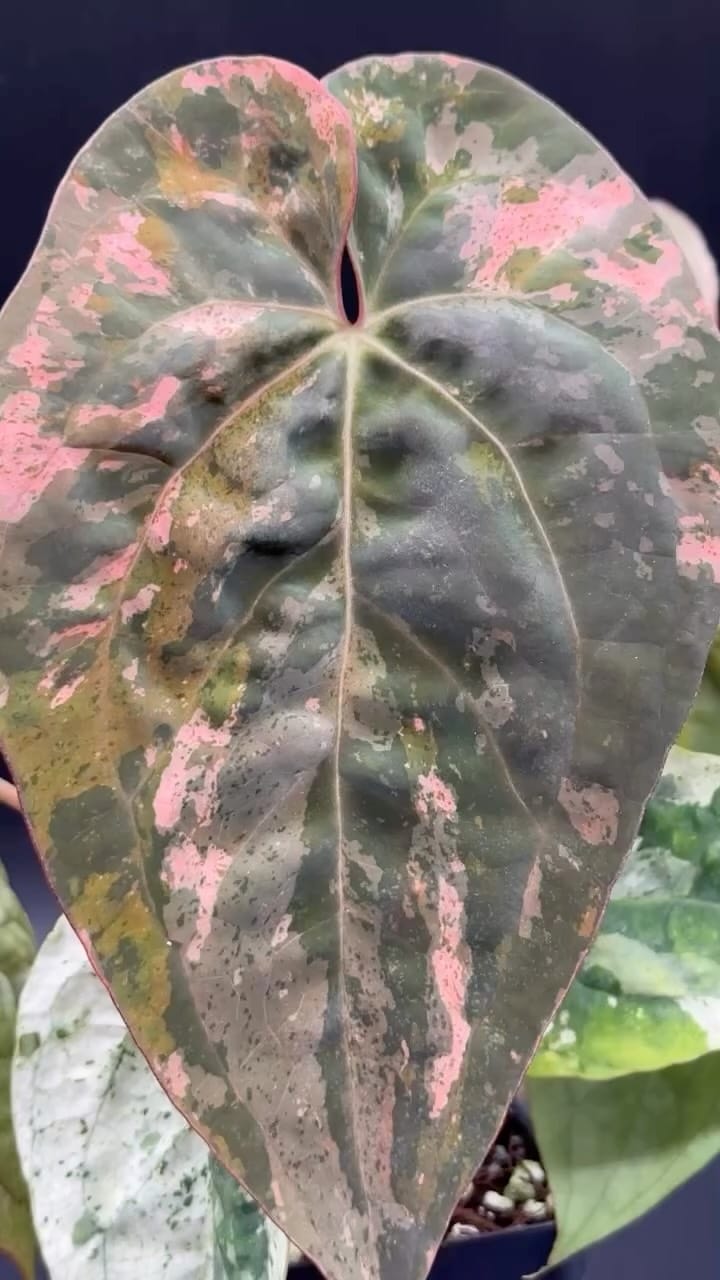 Post 2 by Next World Exotics on Instagram (video)