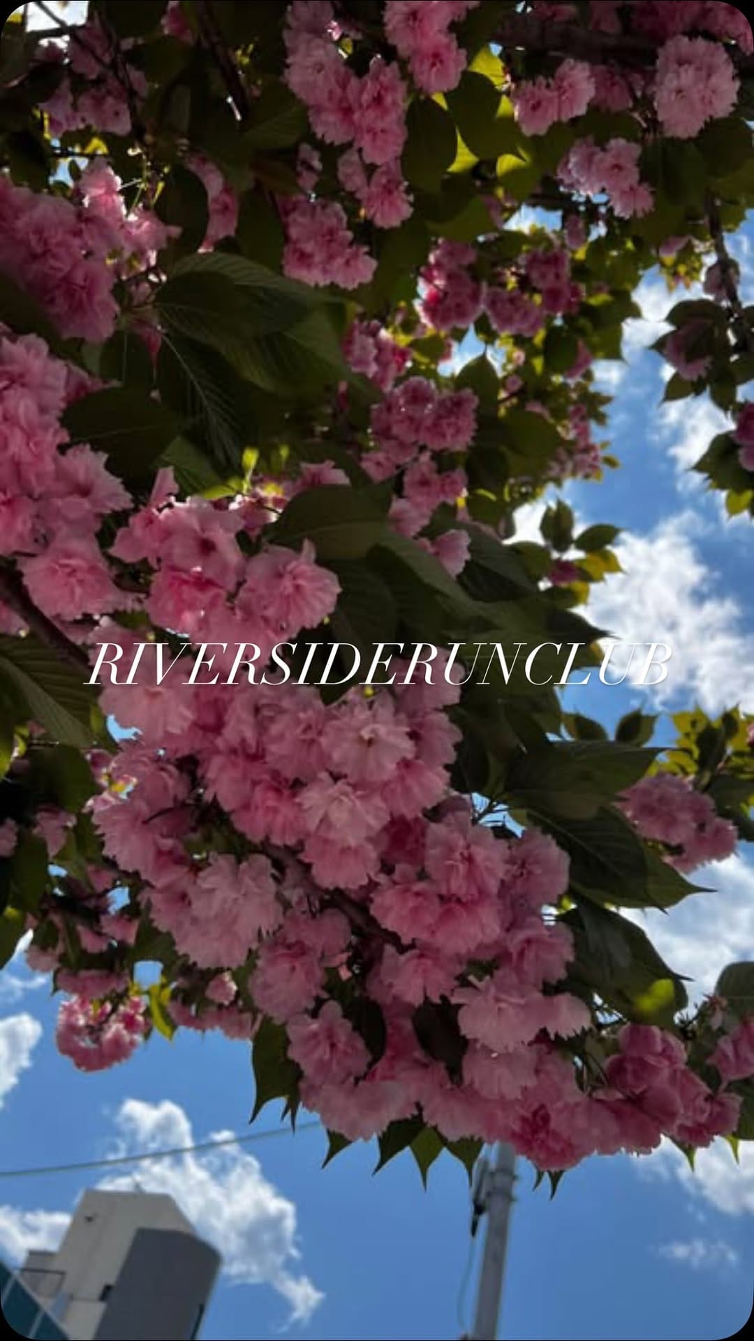 Post 1 by Ishijima Yassy on Instagram (video)