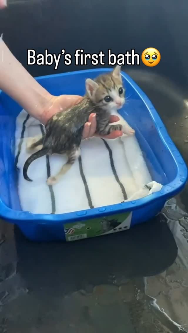 Post 4 by Aoife the Diaper Kitty 💖😸 on Instagram (video)