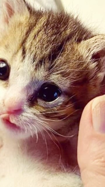 Post 6 by Aoife the Diaper Kitty 💖😸 on Instagram (video)