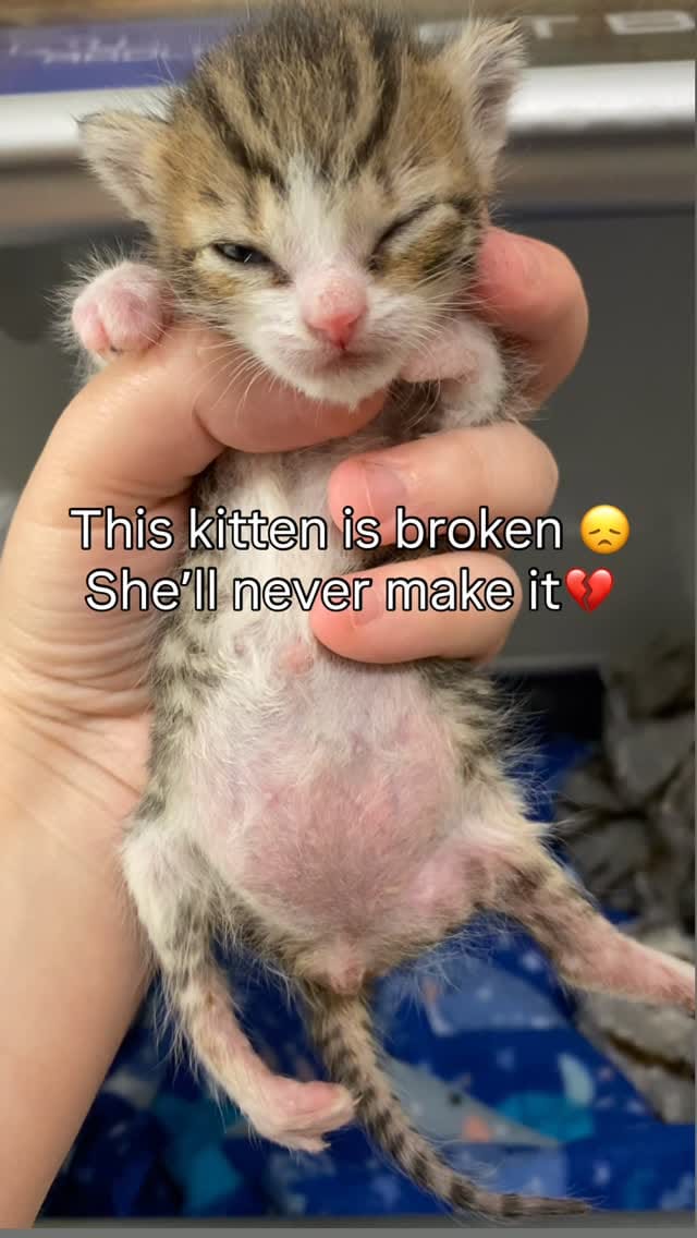 Post 7 by Aoife the Diaper Kitty 💖😸 on Instagram (video)