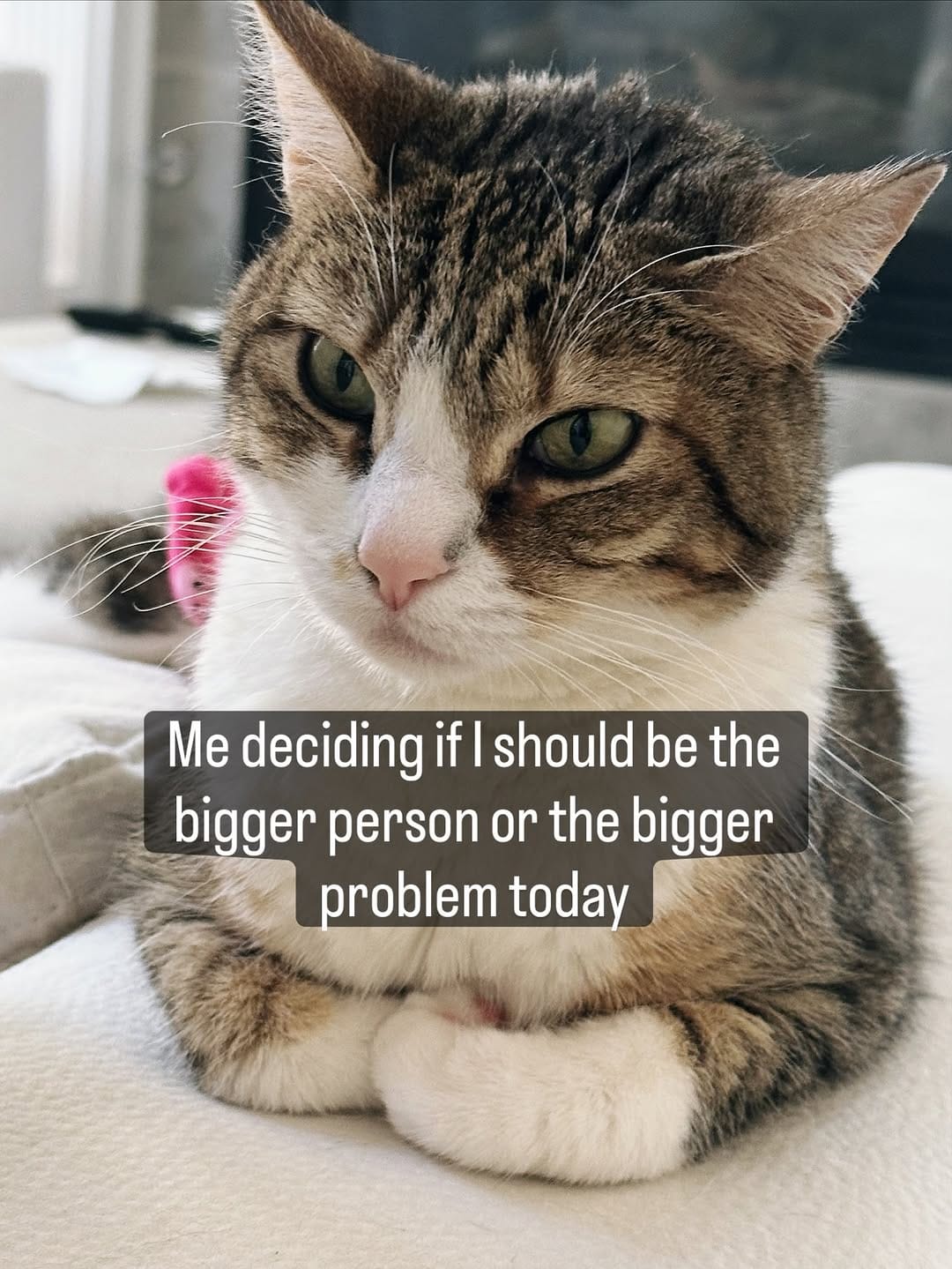 Post 8 by Aoife the Diaper Kitty 💖😸 on Instagram (image)