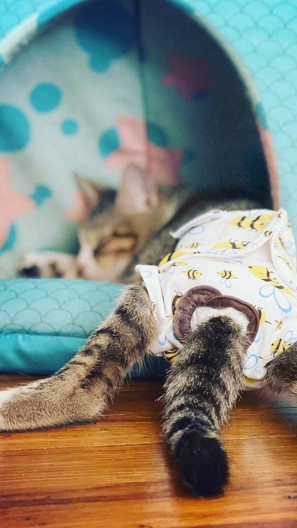 Post 5 by Aoife the Diaper Kitty 💖😸 on Instagram (video)