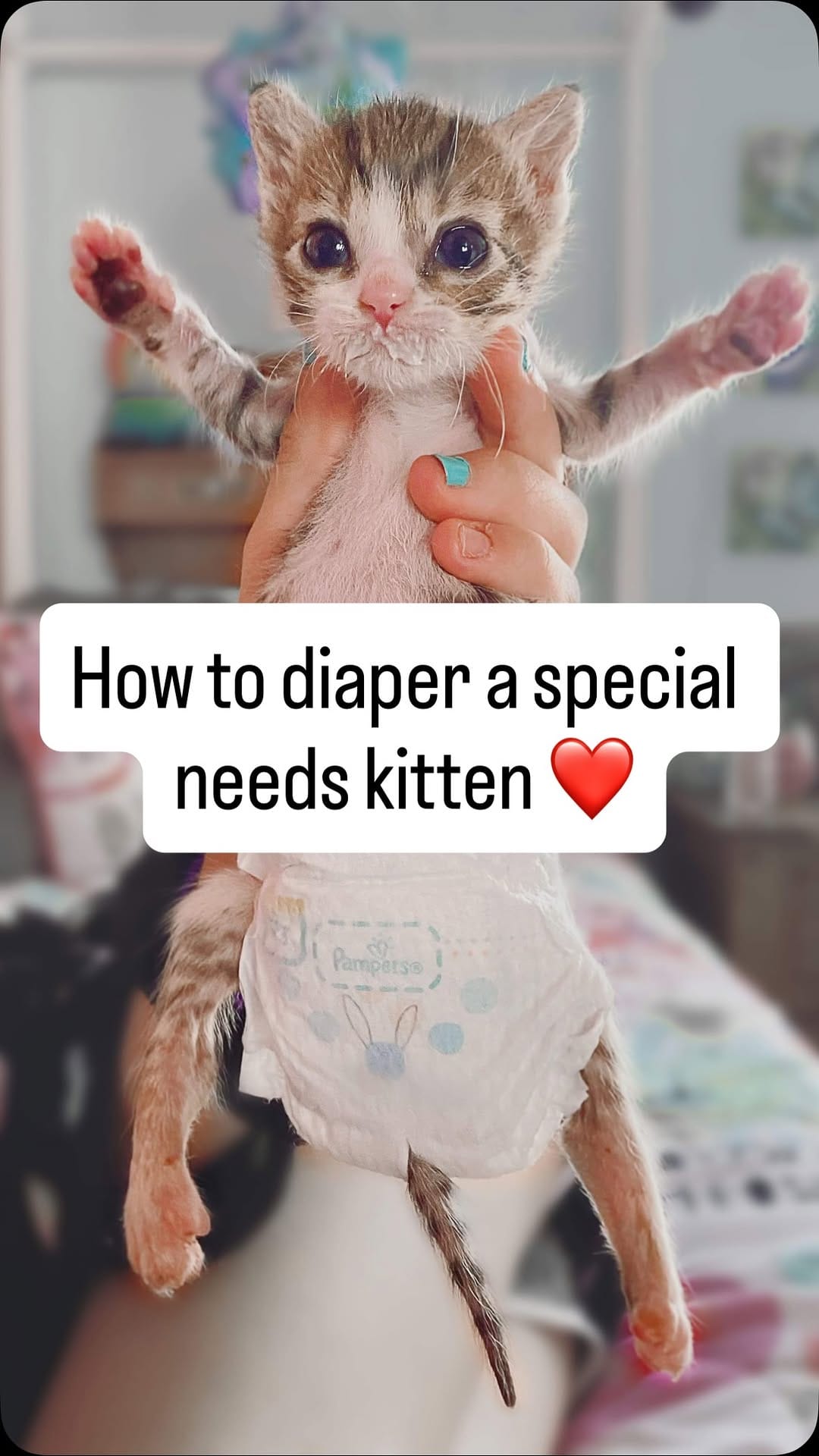 Post 3 by Aoife the Diaper Kitty 💖😸 on Instagram (video)