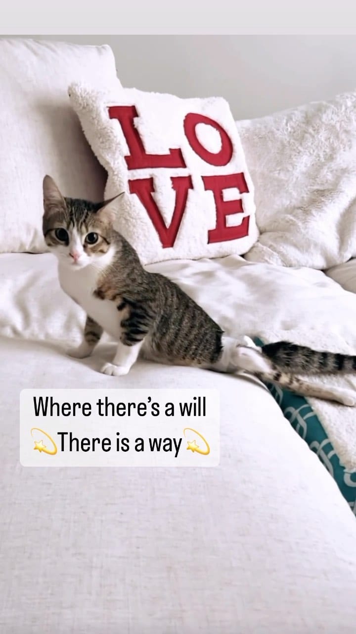 Post 10 by Aoife the Diaper Kitty 💖😸 on Instagram (video)