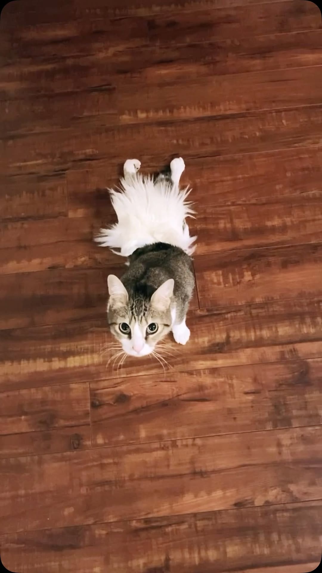 Post 1 by Aoife the Diaper Kitty 💖😸 on Instagram (video)