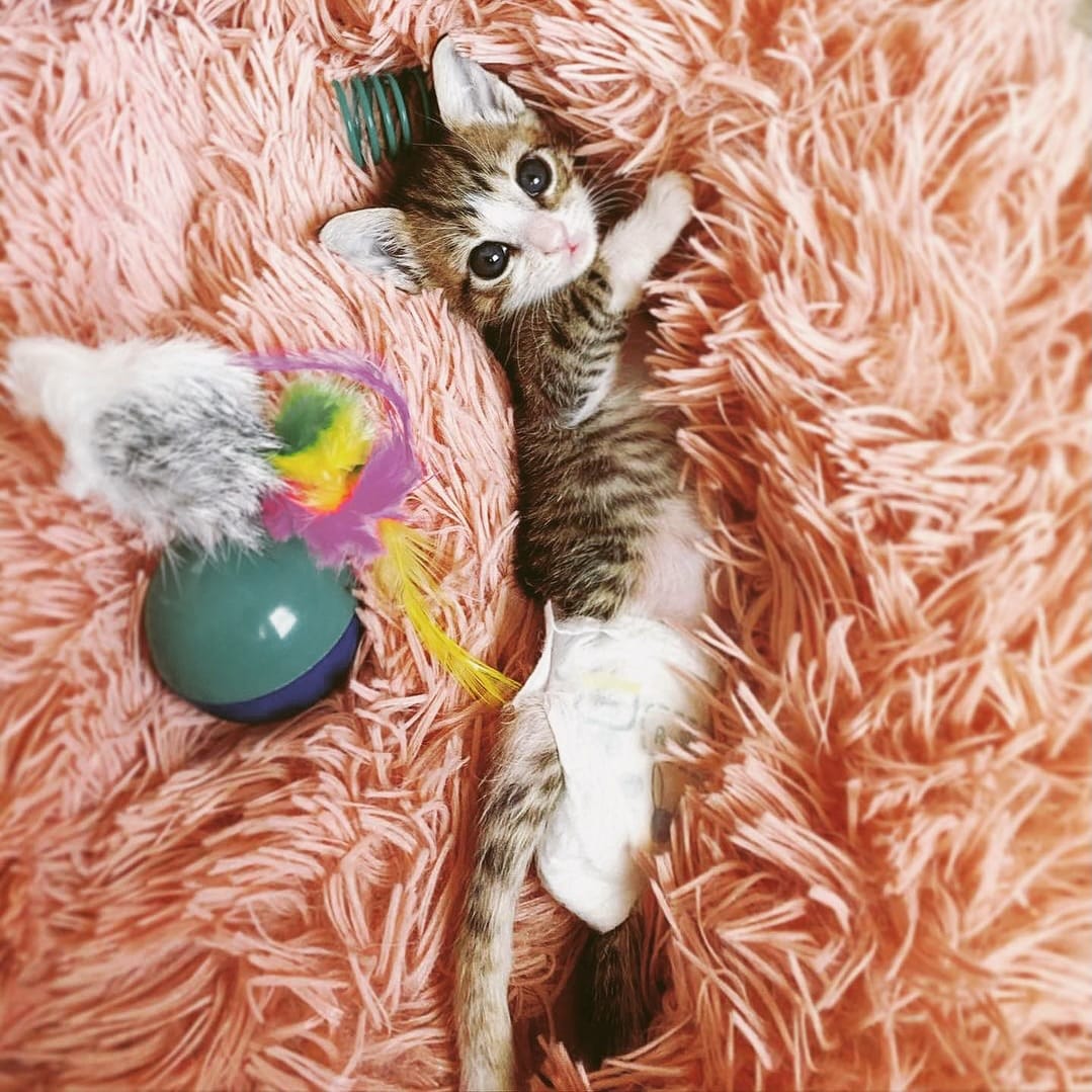 Post 2 by Aoife the Diaper Kitty 💖😸 on Instagram (carousel)