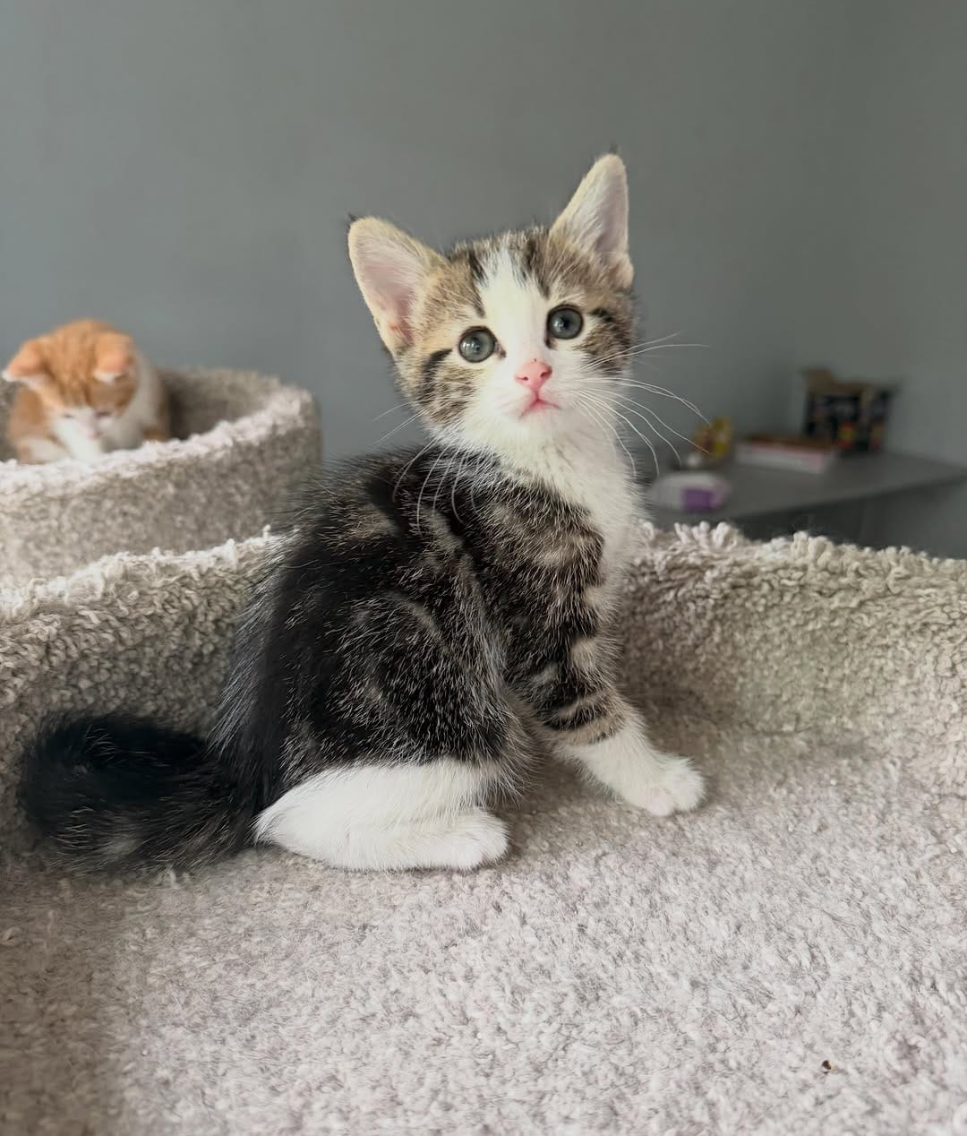 Post 1 by Kitten Hotel on Instagram (image)
