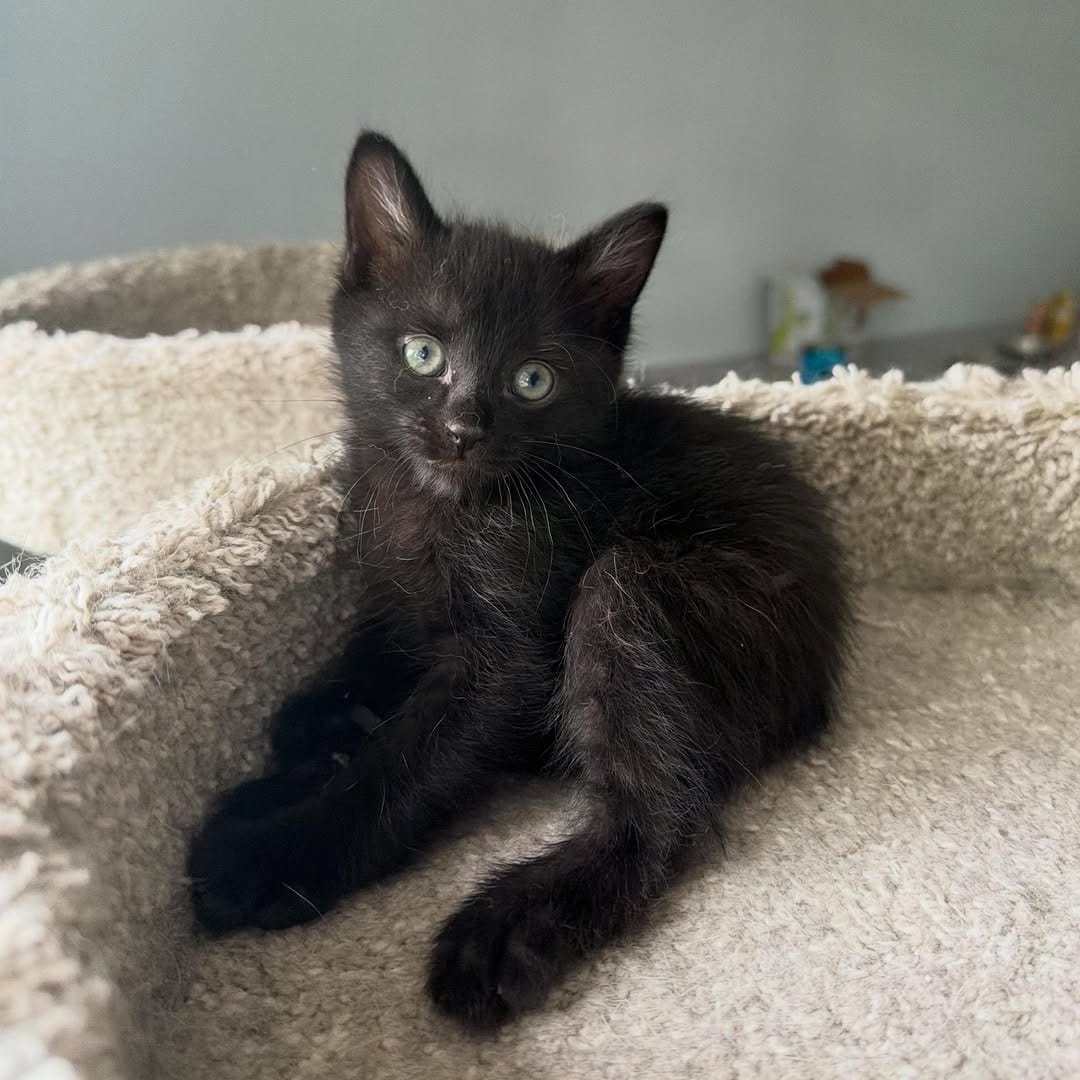 Post 2 by Kitten Hotel on Instagram (carousel)