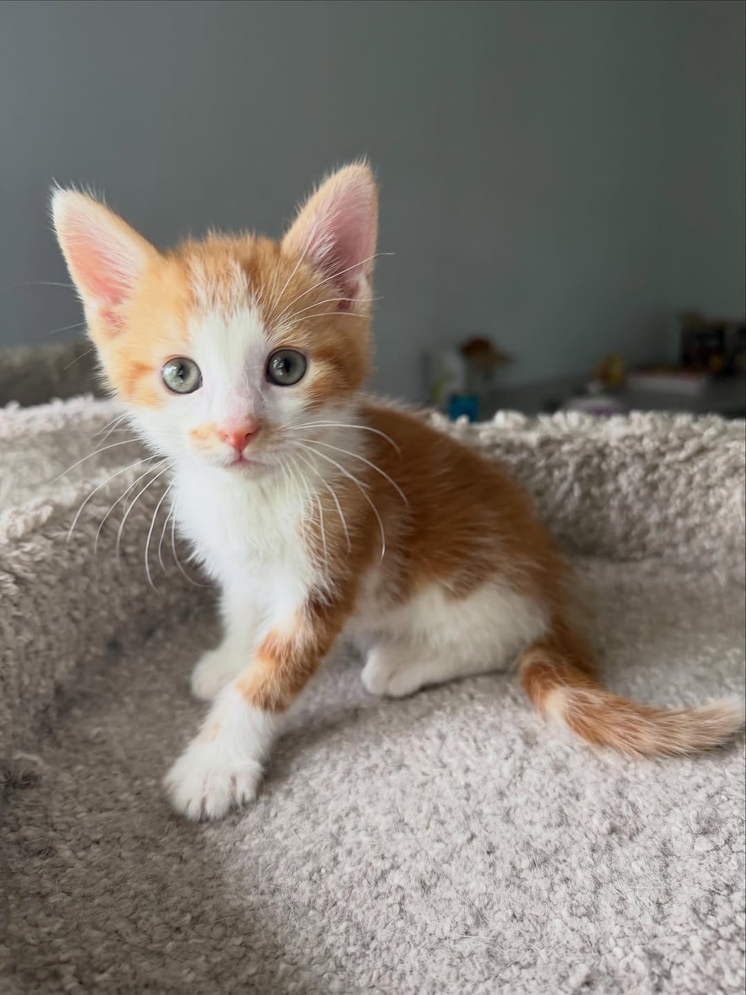 Post 3 by Kitten Hotel on Instagram (carousel)