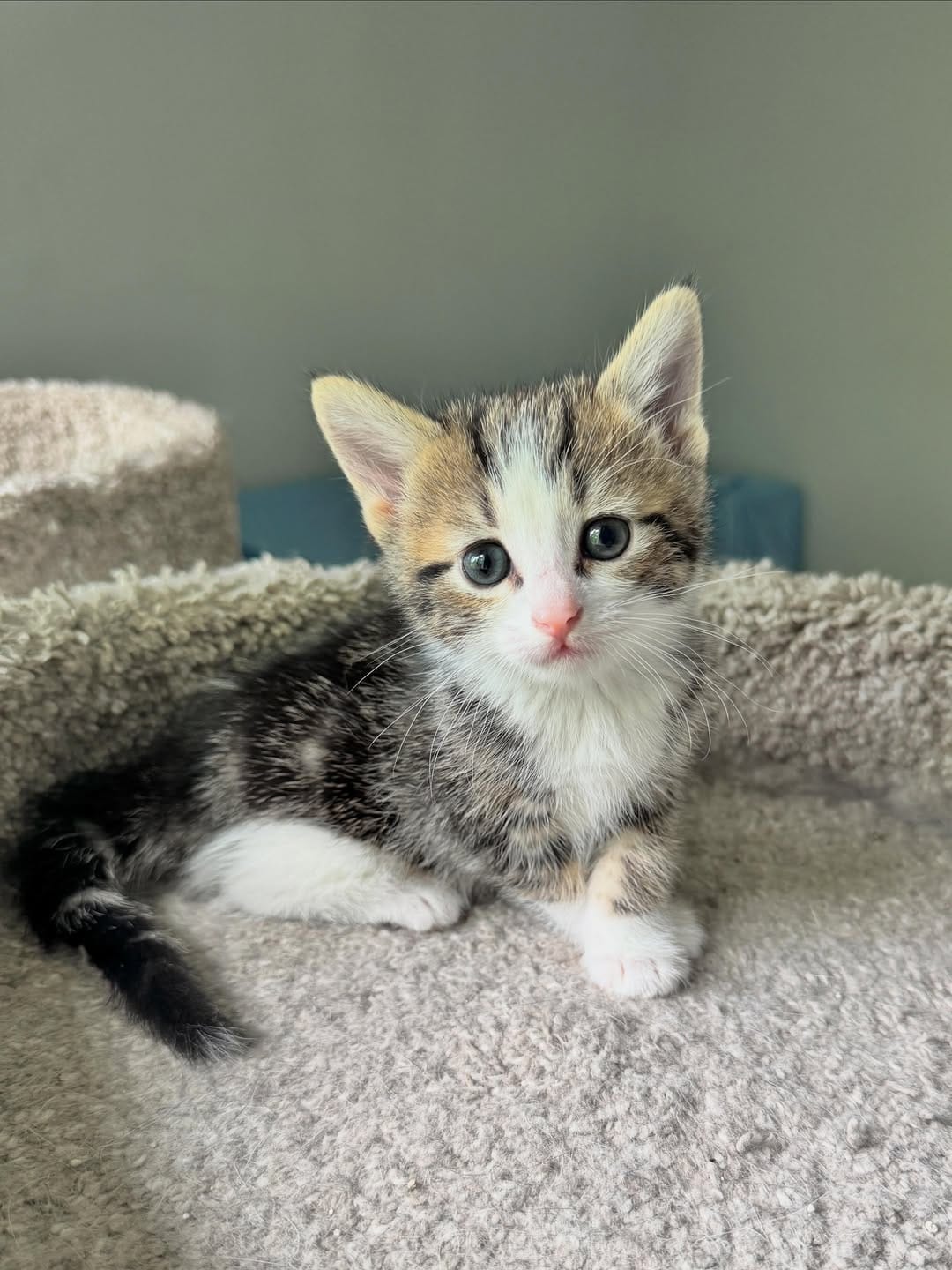 Post 6 by Kitten Hotel on Instagram (image)