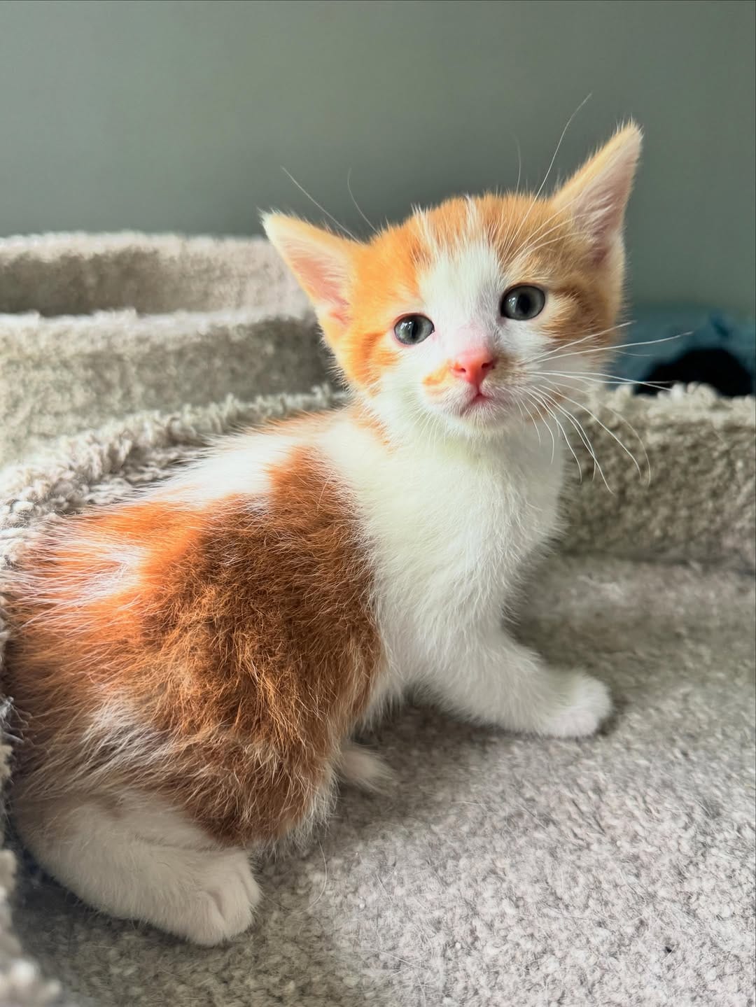 Post 8 by Kitten Hotel on Instagram (image)