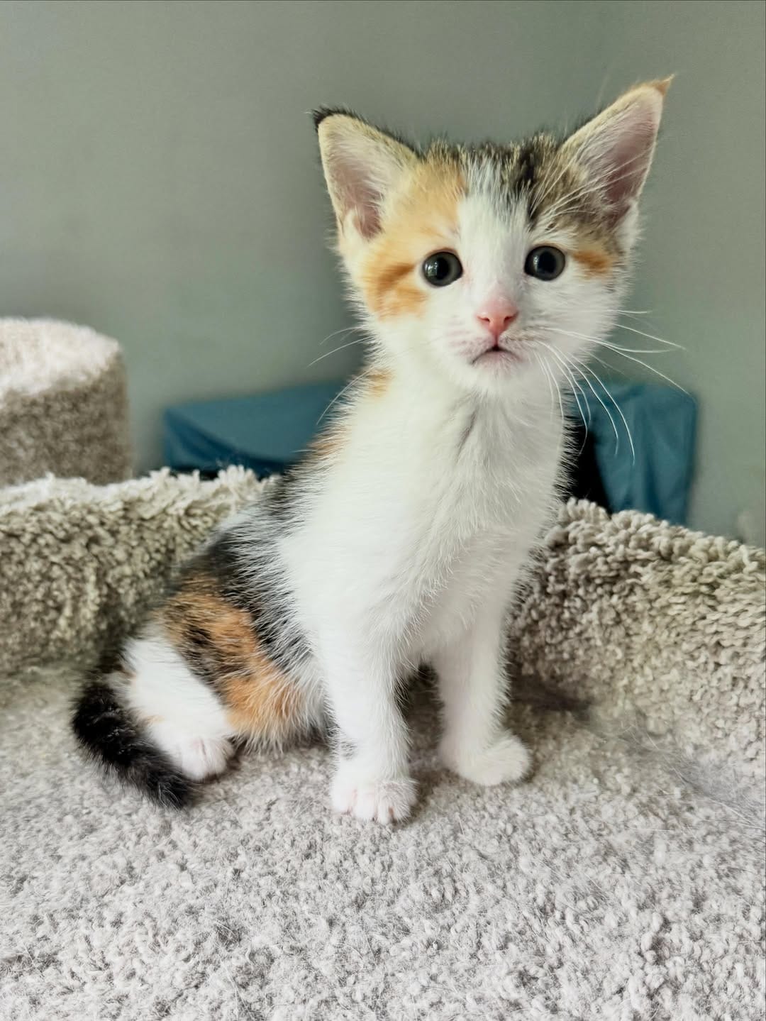 Post 9 by Kitten Hotel on Instagram (image)