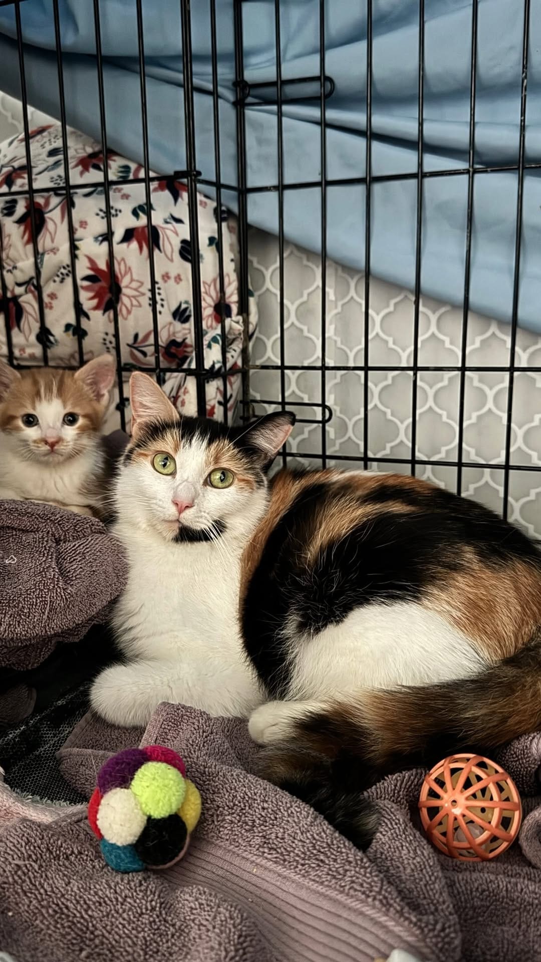 Post 5 by Kitten Hotel on Instagram (video)