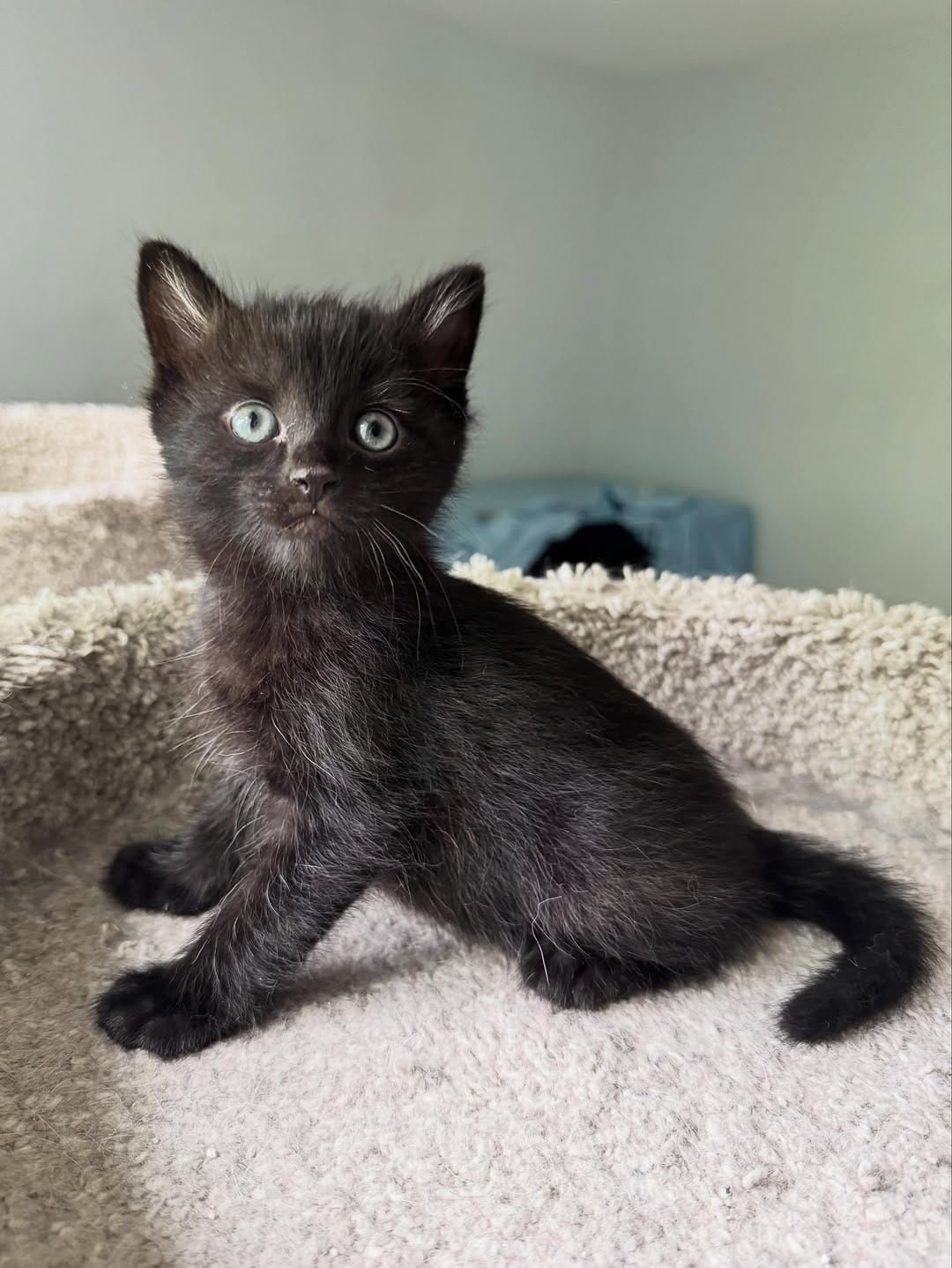 Post 7 by Kitten Hotel on Instagram (image)