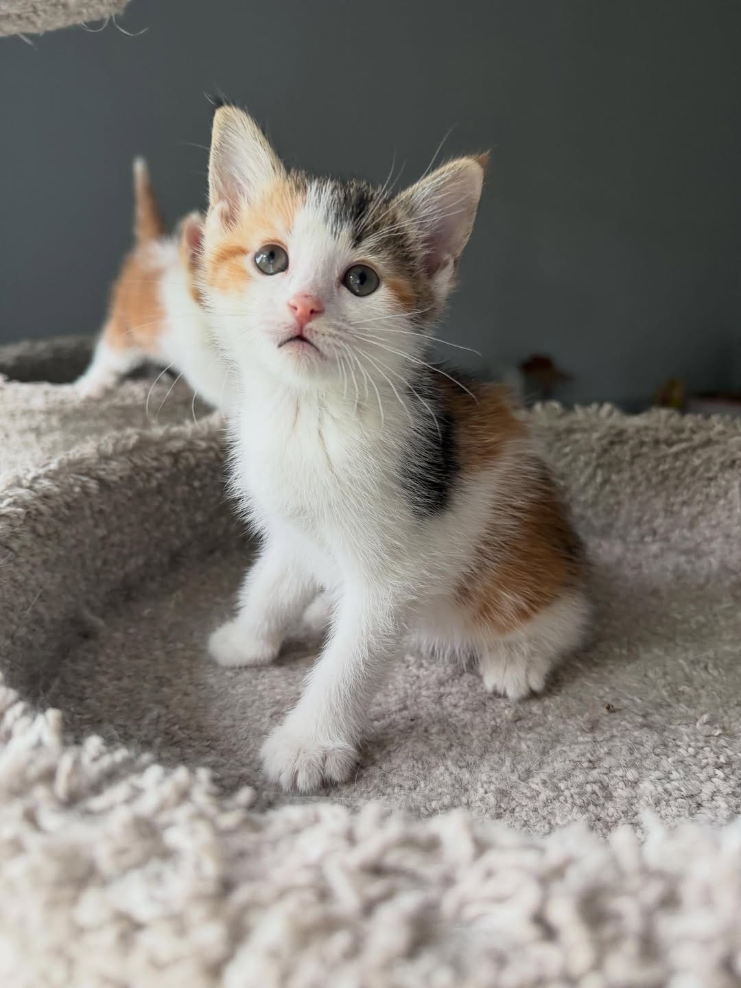 Post 4 by Kitten Hotel on Instagram (carousel)