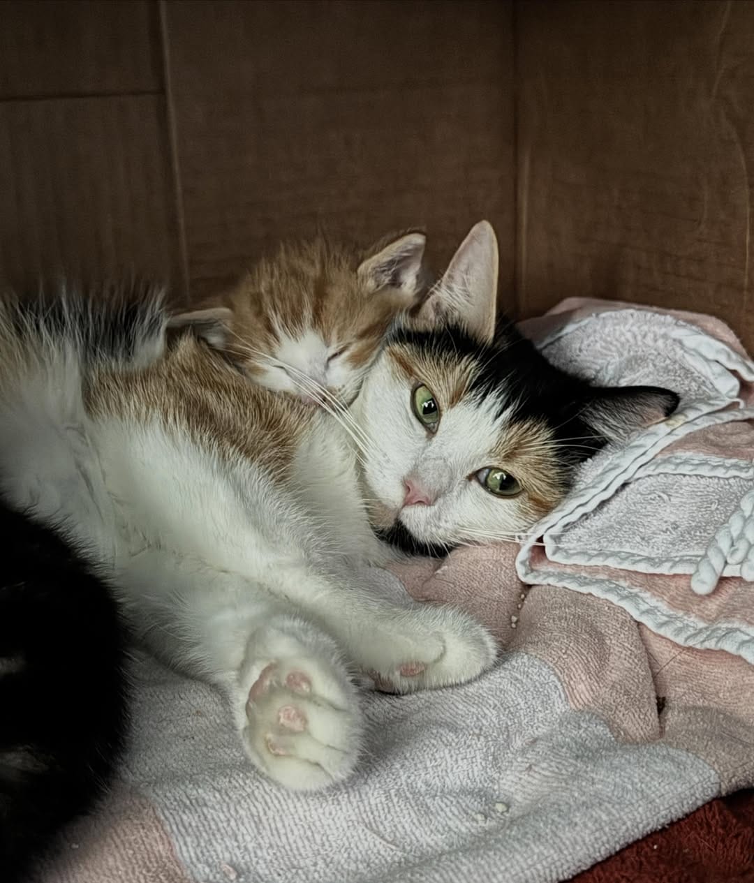 Post 10 by Kitten Hotel on Instagram (image)