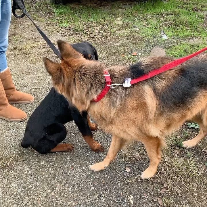 Post 10 by 🎀Lyla Darling🎀 on Instagram (video)