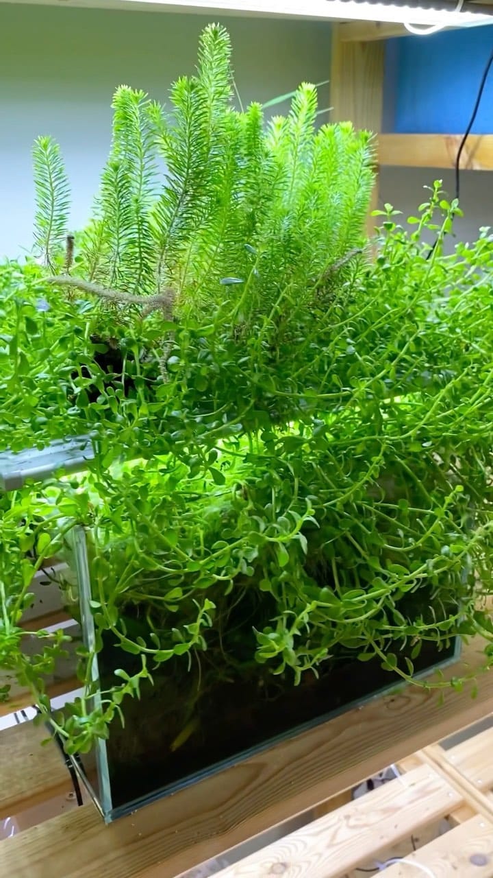 Post 10 by @opaquatics on Instagram (video)