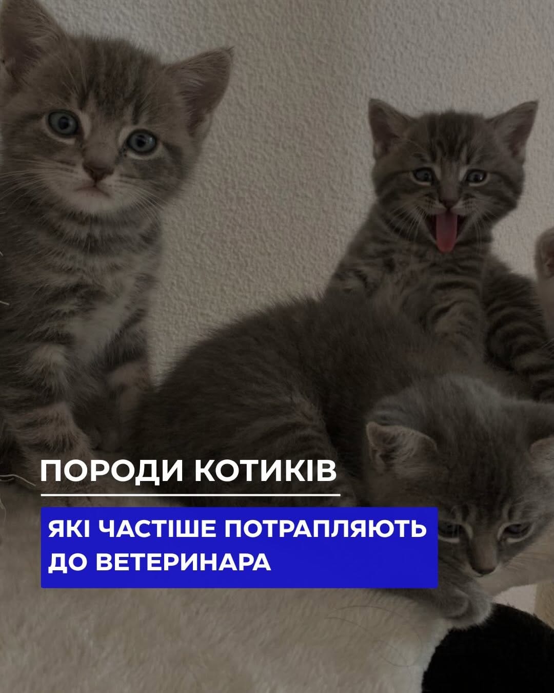 Post 7 by УМАНЕЦЬ МИХАЙЛО | ВЕТЛІКАР | НЕФРОЛОГ | УРОЛОГ on Instagram (carousel)