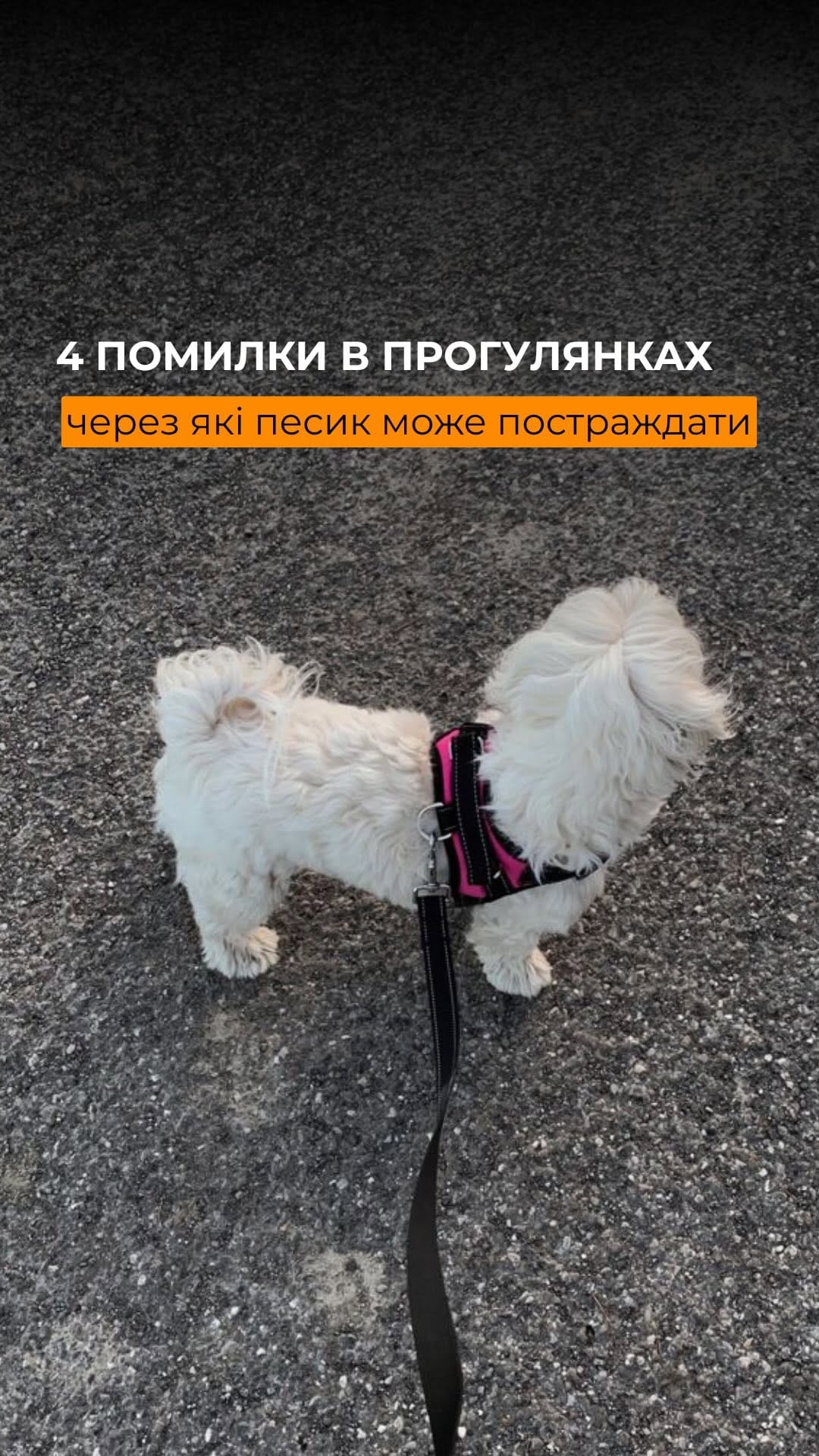Post 1 by УМАНЕЦЬ МИХАЙЛО | ВЕТЛІКАР | НЕФРОЛОГ | УРОЛОГ on Instagram (video)
