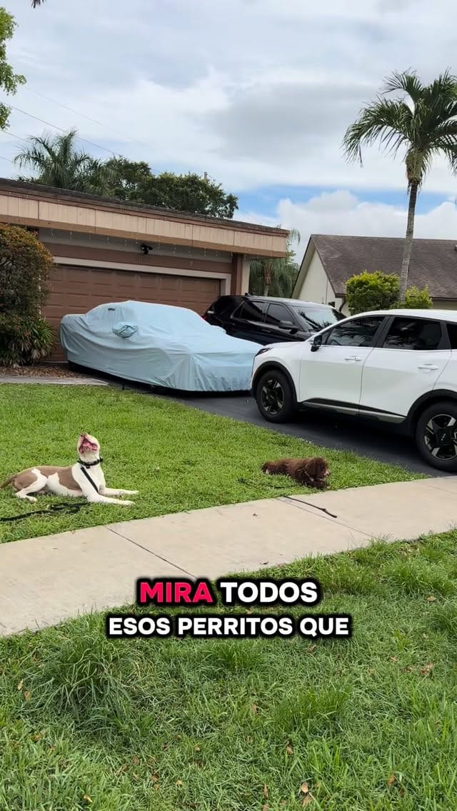 Post 1 by Duran’s K-9 Training on Instagram (video)