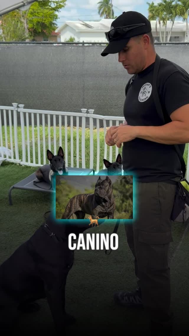 Post 2 by Duran’s K-9 Training on Instagram (video)