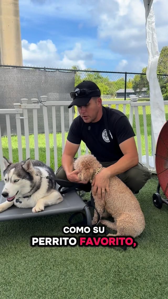 Post 4 by Duran’s K-9 Training on Instagram (video)