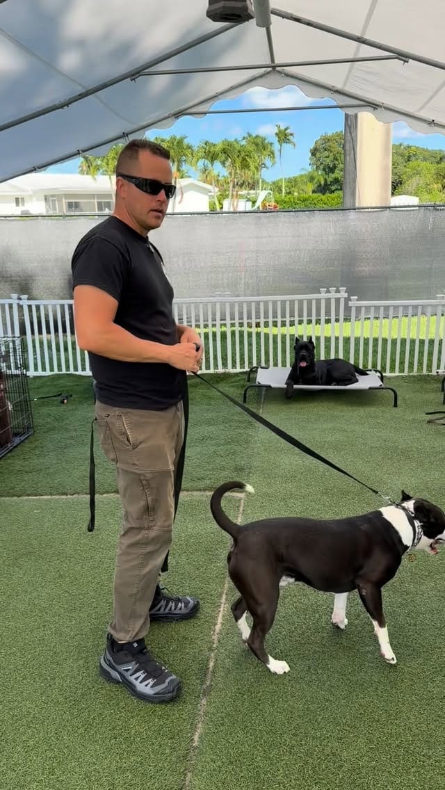 Post 6 by Duran’s K-9 Training on Instagram (video)