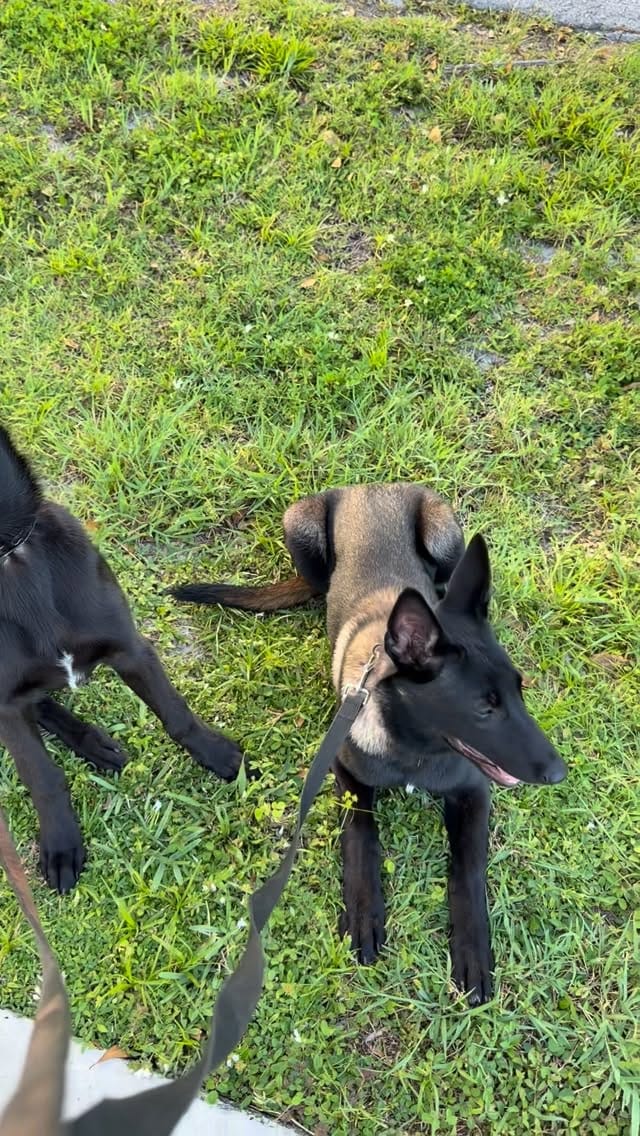 Post 8 by Duran’s K-9 Training on Instagram (video)