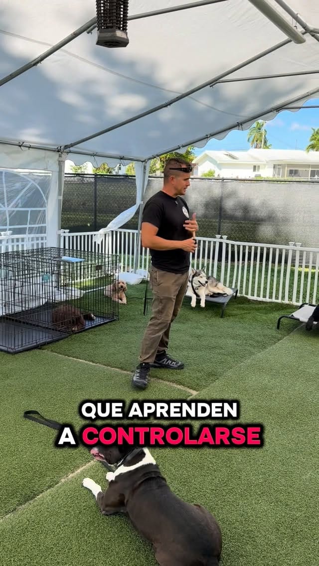 Post 10 by Duran’s K-9 Training on Instagram (video)