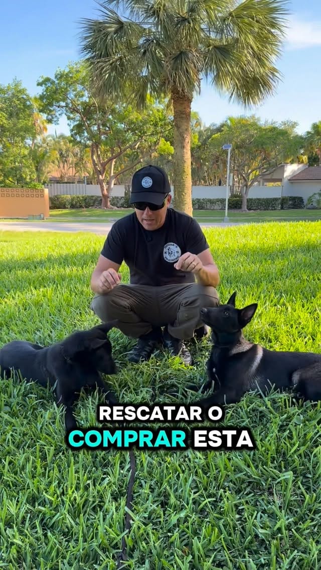 Post 7 by Duran’s K-9 Training on Instagram (video)