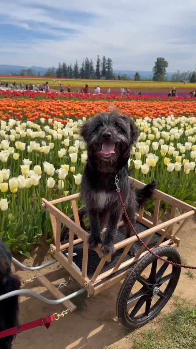 Post 6 by Agility Coach & Trainer🏆 on Instagram (video)