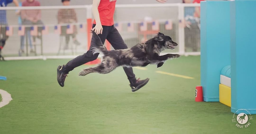 Post 4 by Agility Coach & Trainer🏆 on Instagram (carousel)
