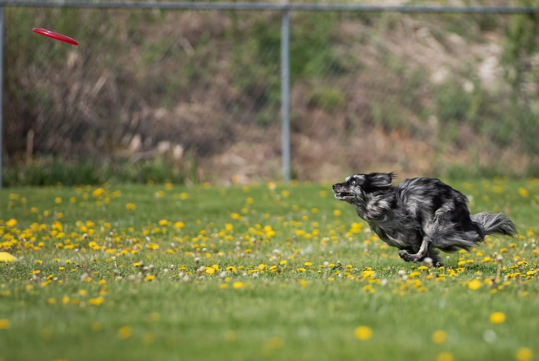 Post 2 by Agility Coach & Trainer🏆 on Instagram (carousel)