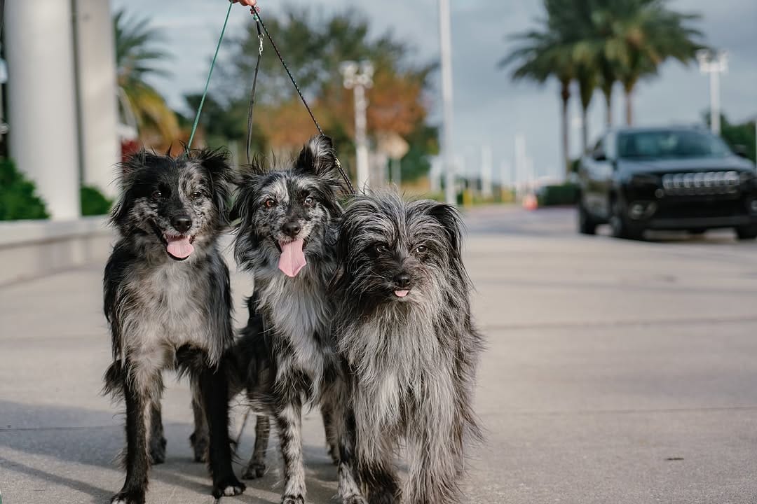 Post 10 by Agility Coach & Trainer🏆 on Instagram (carousel)